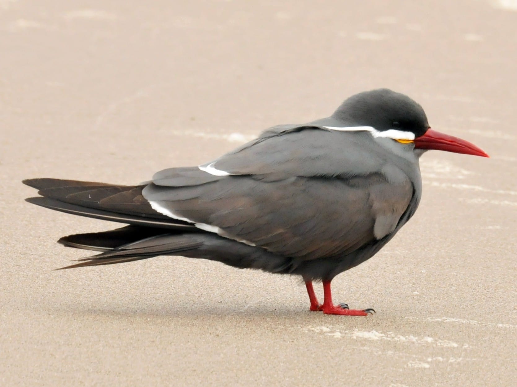 grey bird orange beak grey bird orange beak