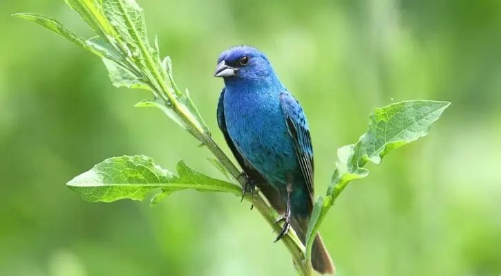 types of blue birds in oregon