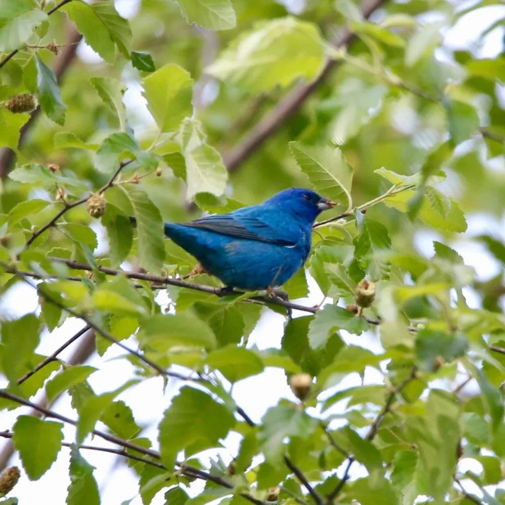 golden safflower seed for birds