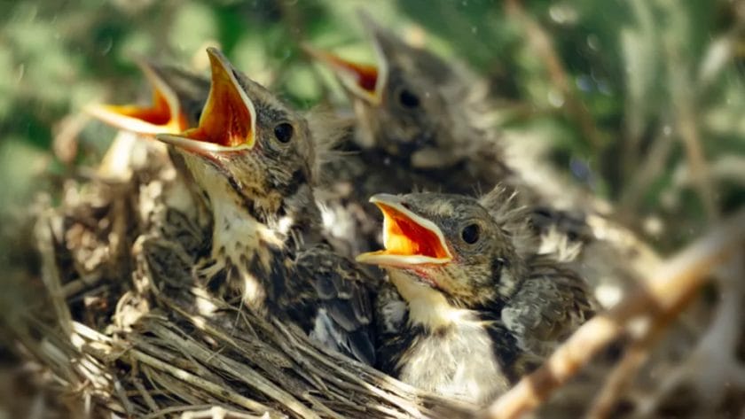 what do baby blackbirds eat