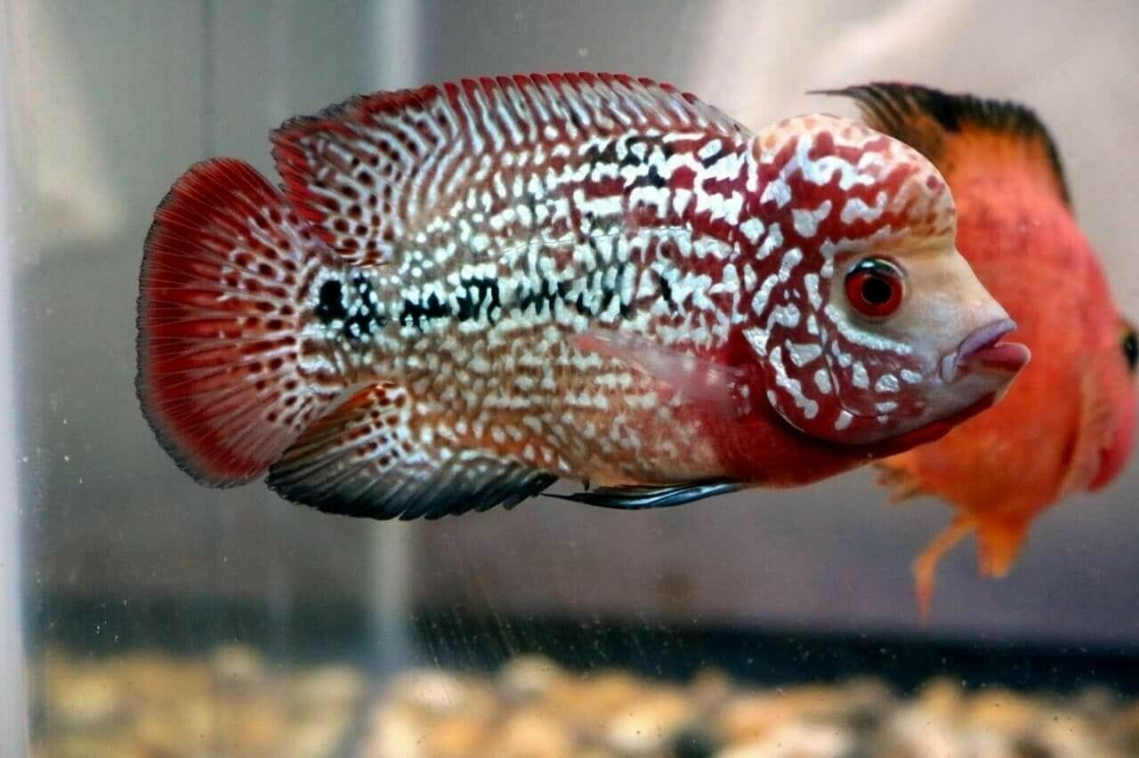 kamfer kamfa flowerhorn