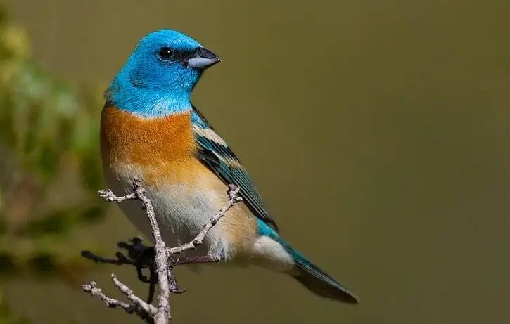 types of blue birds in Georgia