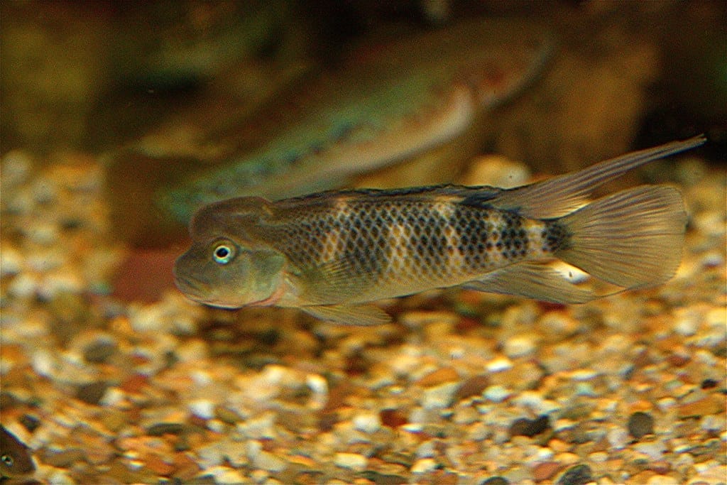 Lionhead Cichlid Steatocranus Casuarius