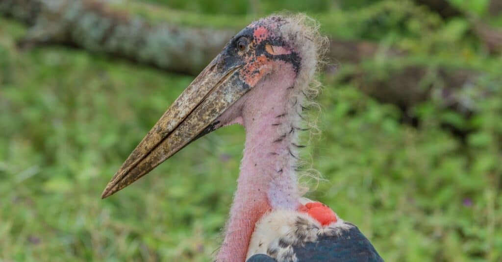 ugly baby bird ugly baby bird