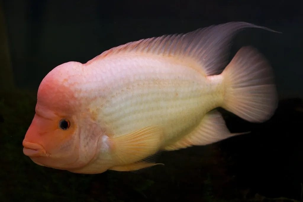 10 Fish With Big Forehead (With Photos) midas cichlid for sale