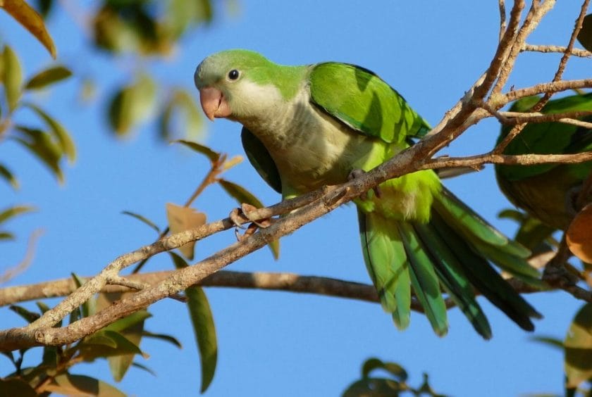 Monk Parakeet Monk Parakeet