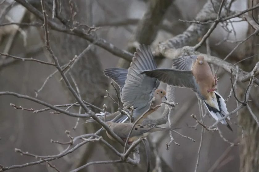 hawks new york birds of prey pictures