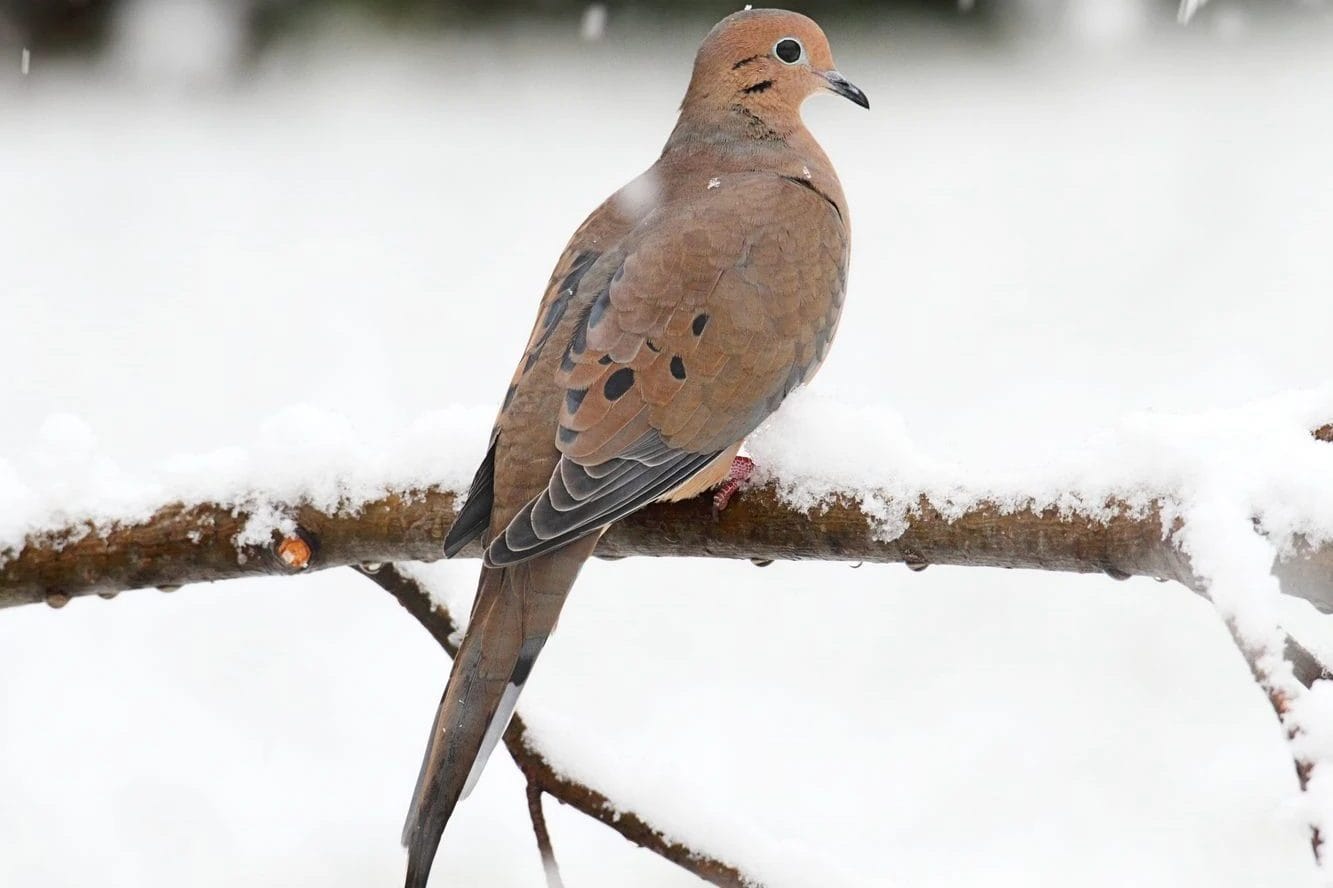 backyard birds of south carolina