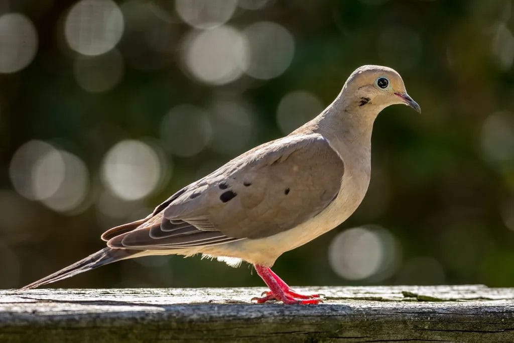 are safflower seeds good for parrots