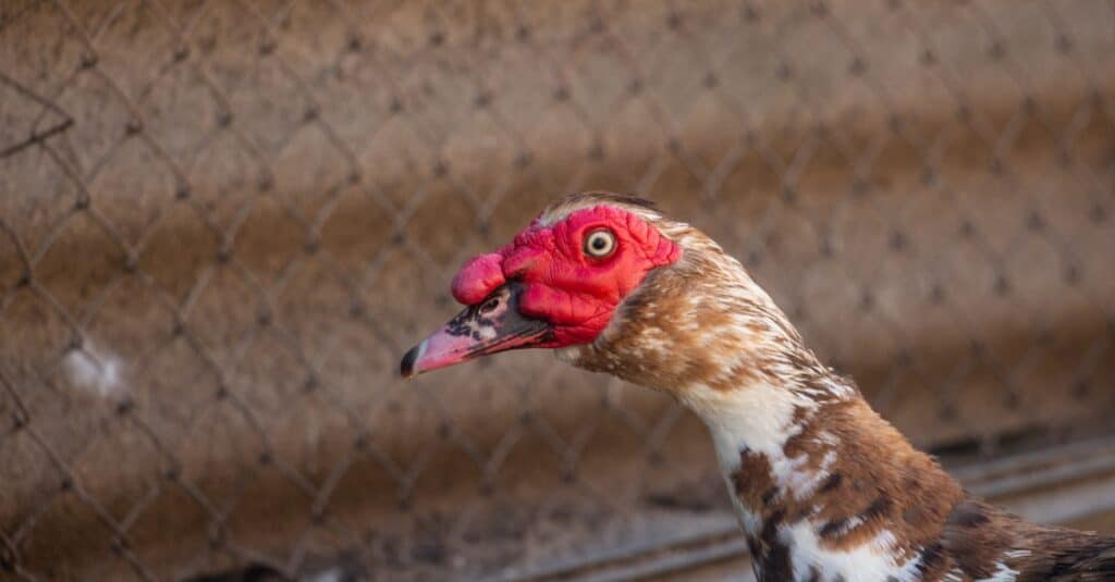 ugly angry bird ugly angry bird