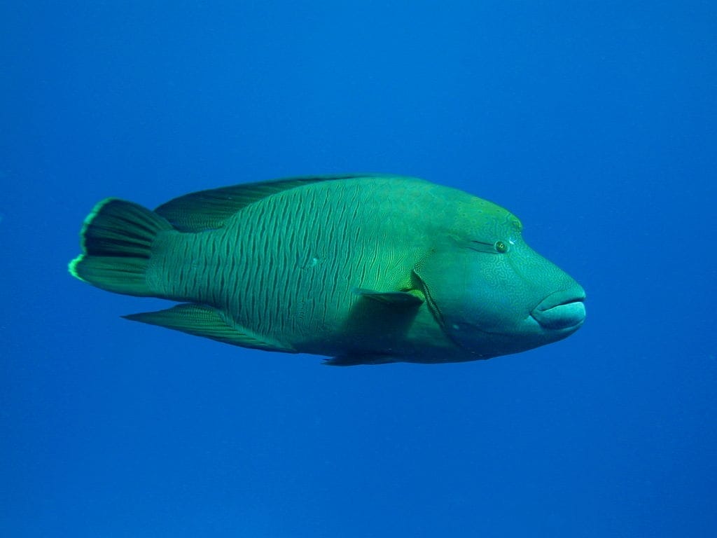 napoleon fish animal crossing napoleon fish acnh