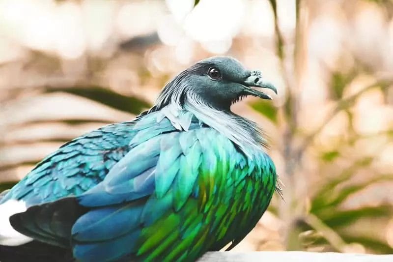 Nicobar Pigeon Nicobar Pigeon
