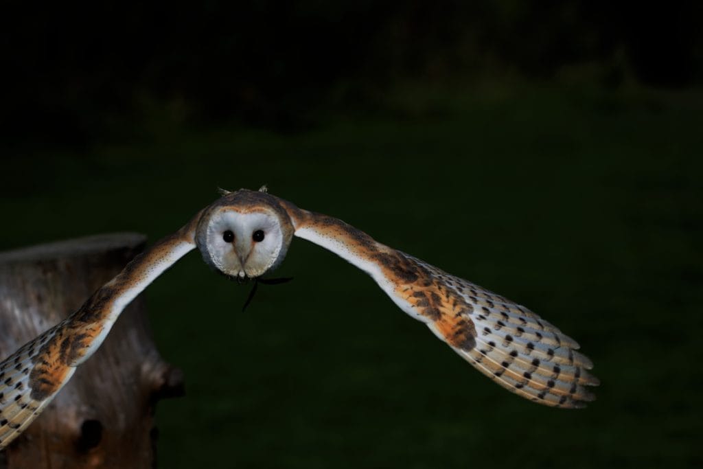 where do all the birds go at night where do all the birds go at night