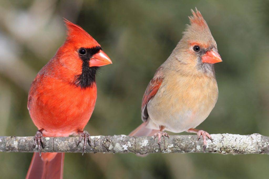 what is the state bird of south carolina