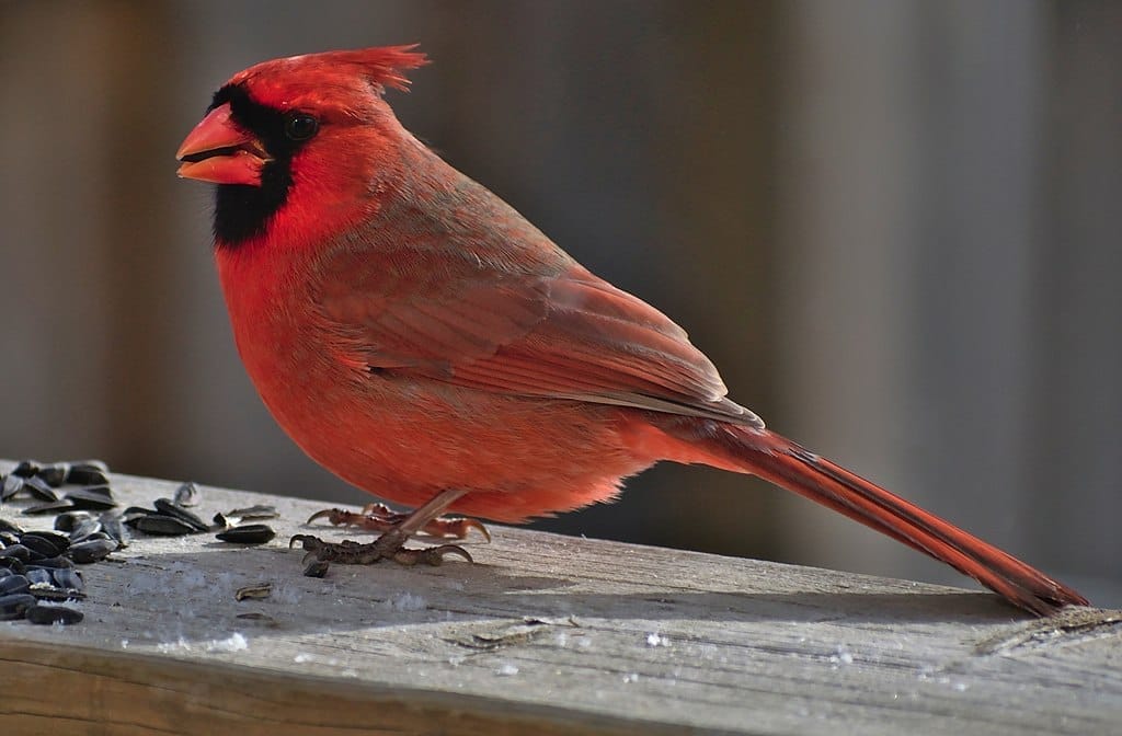 Northern Cardinal