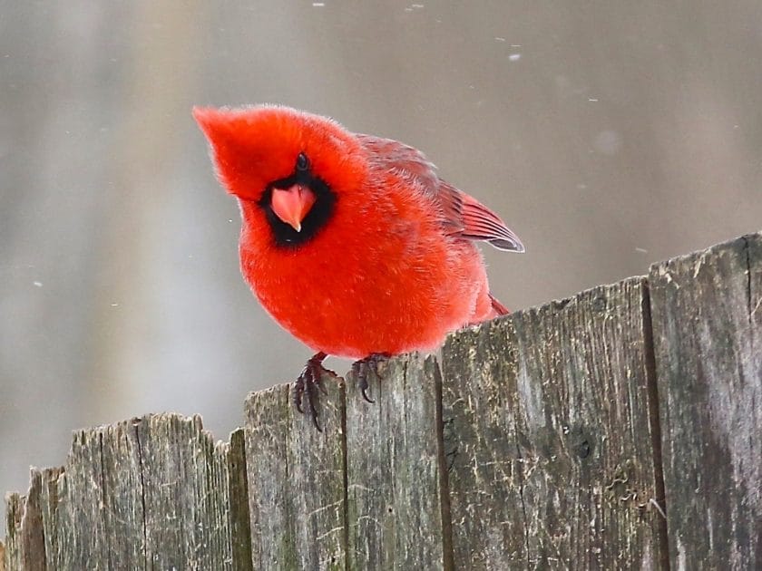 Northern Cardinal northern cardinal rehab and nursing