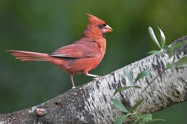 Northern Cardinal Northern Cardinal