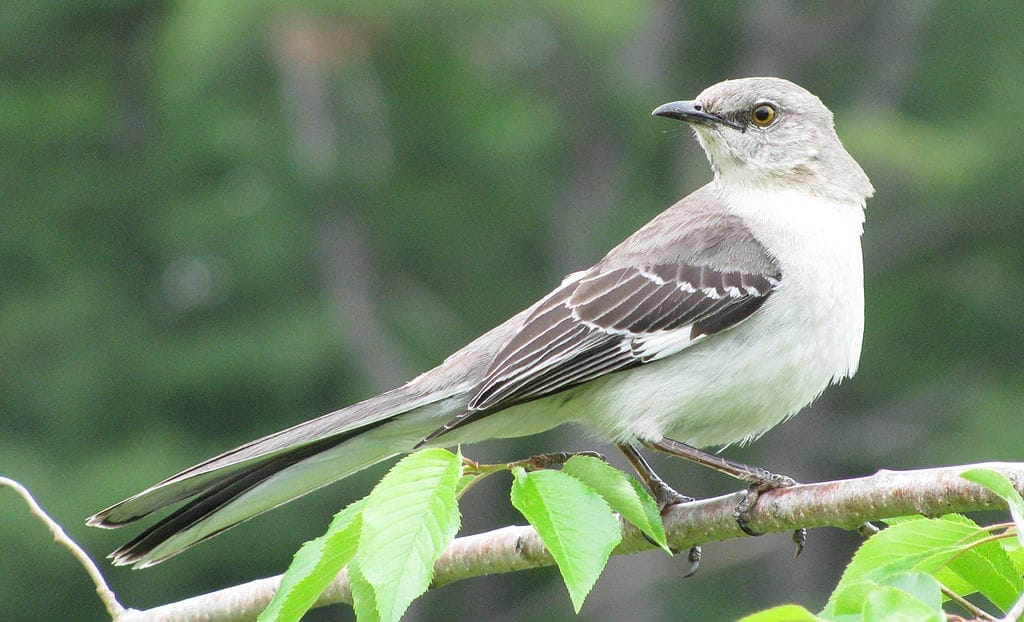 Northern Mockingbird