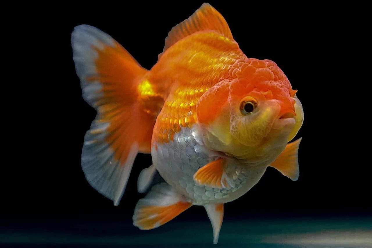 Oranda Carassius Auratus Auratus