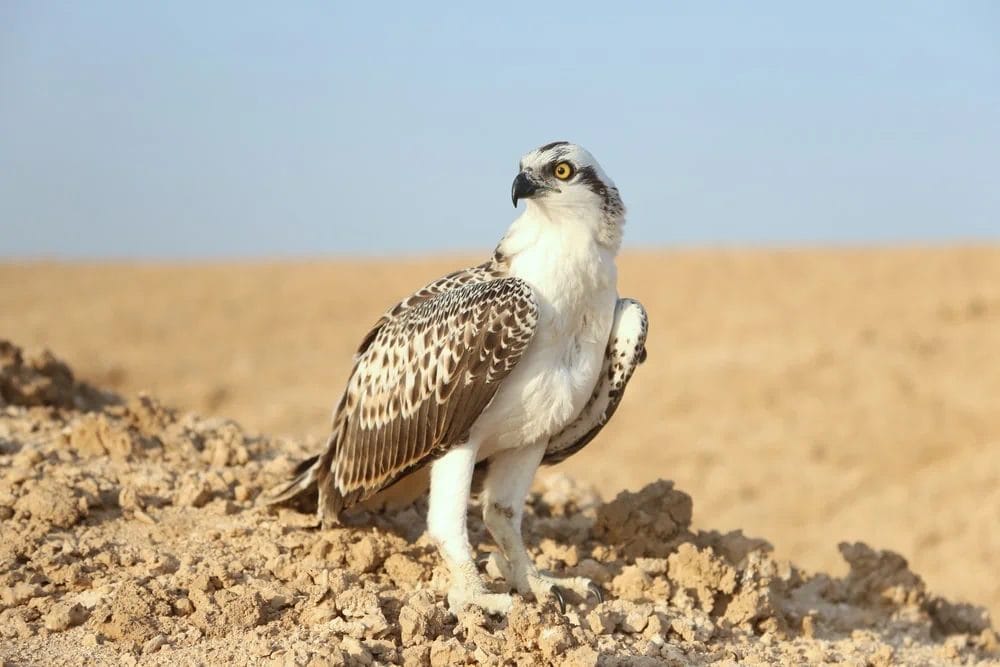 desert birds Arizona desert birds arizona