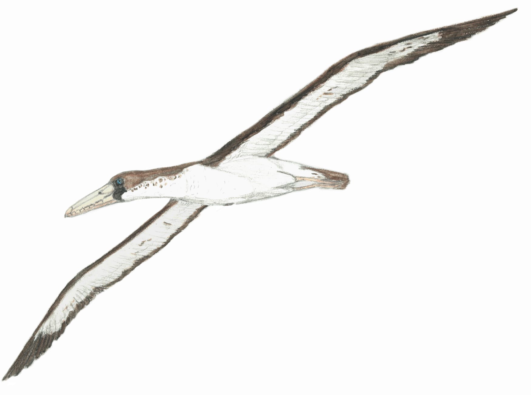 prehistoric birds that fly