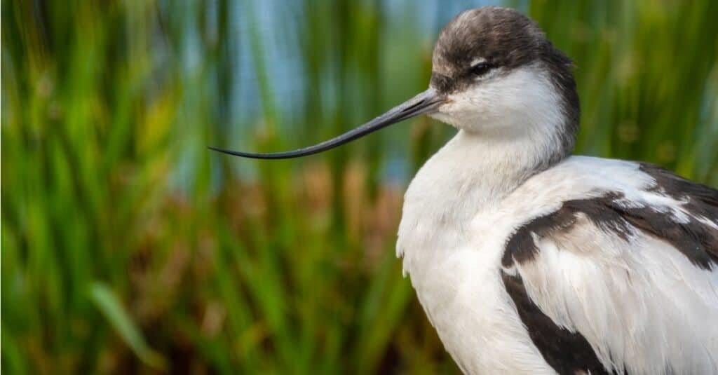 brown bird with long beak