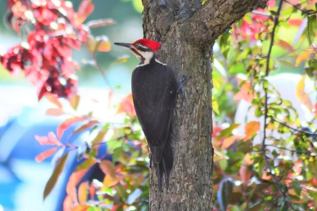 Pileated Woodpecker