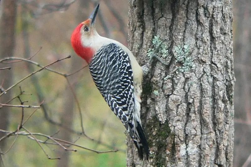 birds of the 50 states