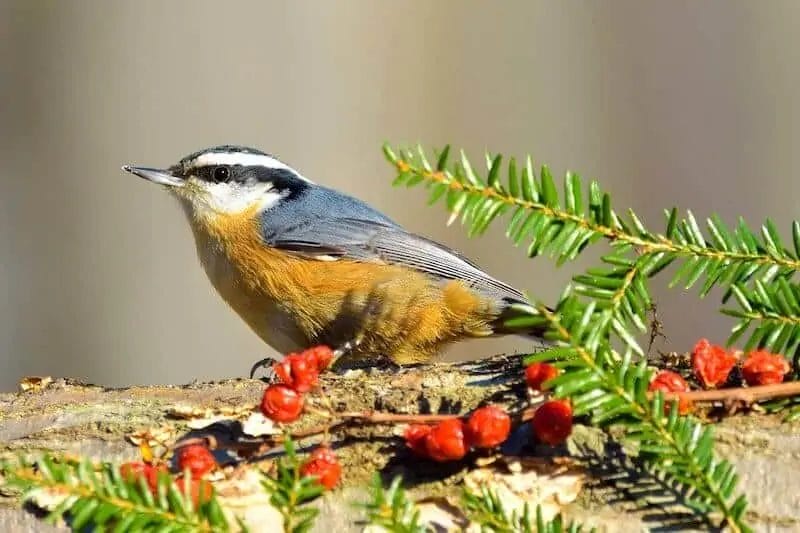 blue bird in washington state