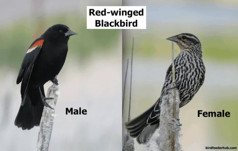 common birds in washington state