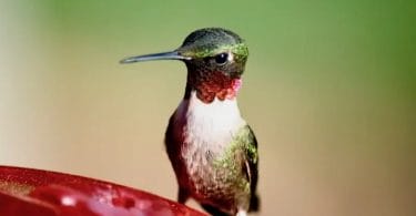 state of missouri bird