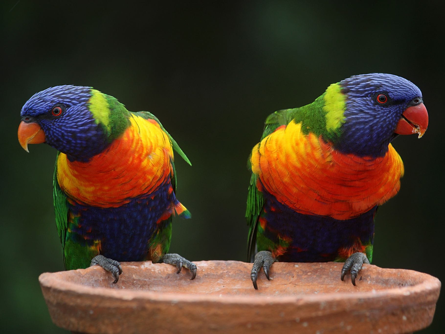 orange beaked bird