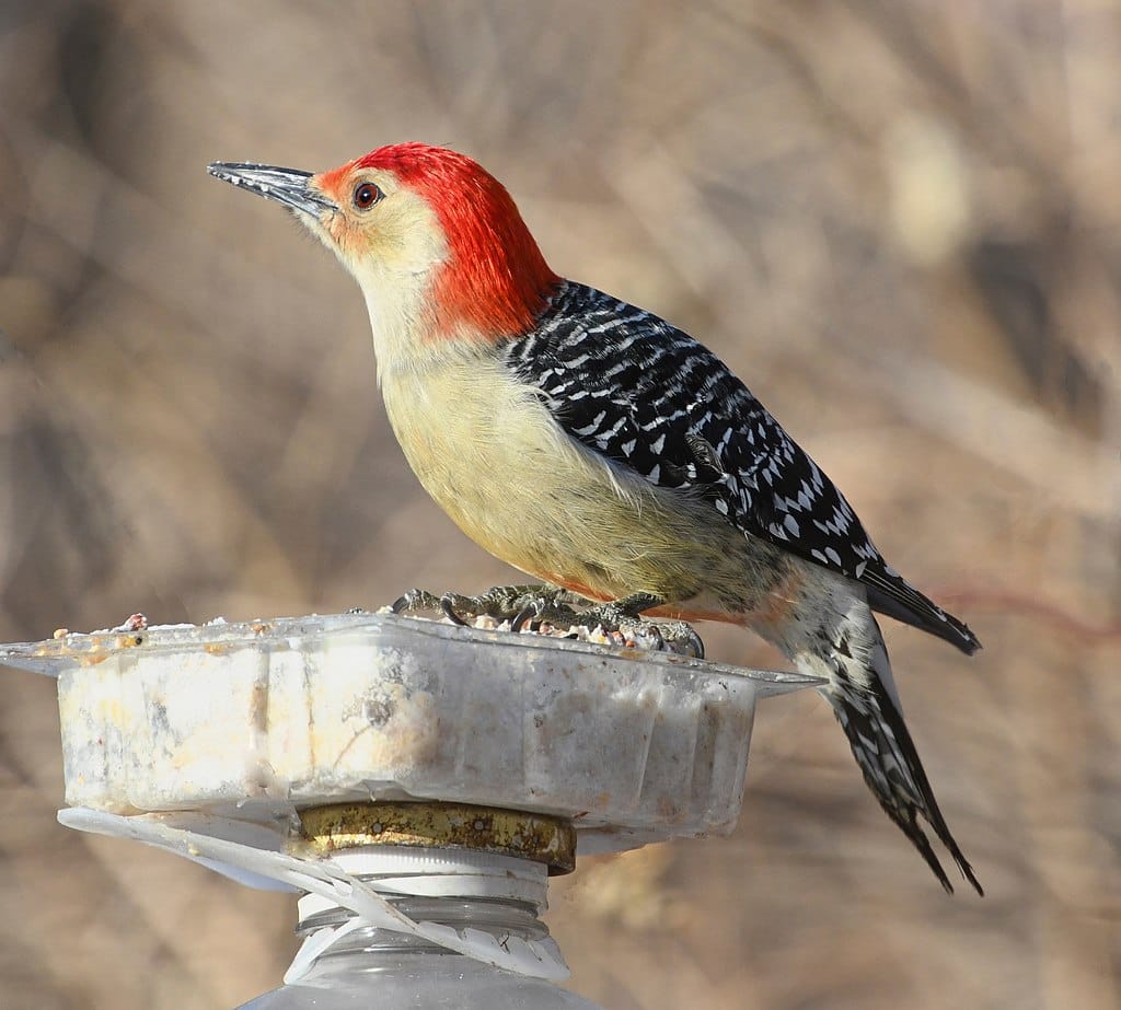 Red-bellied Woodpecker