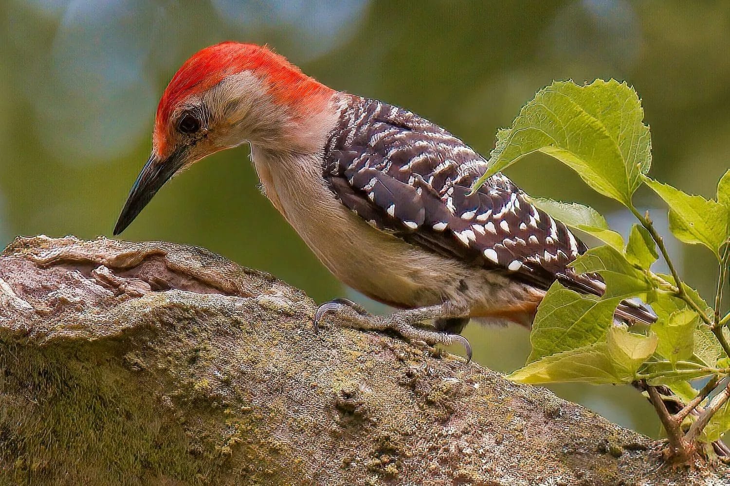 indiana's state bird