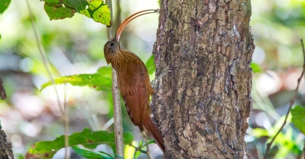 florida birds with long beaks