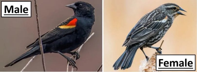Blackbirds in North Carolina