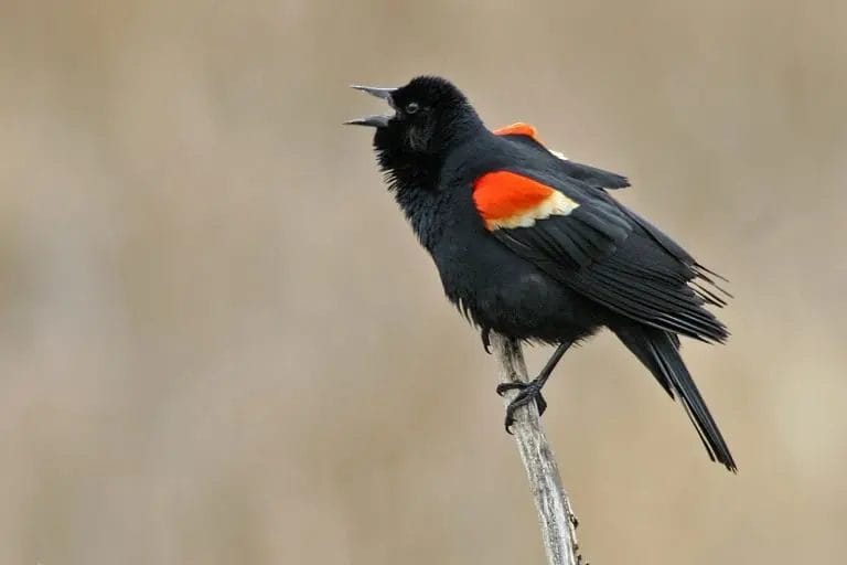 red birds in virginia