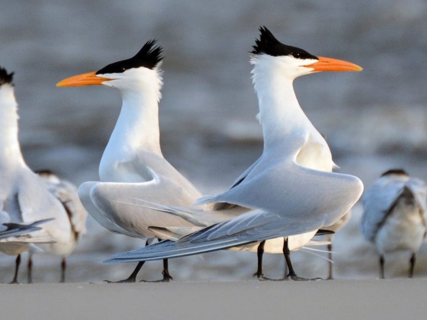 Royal Tern Royal Tern