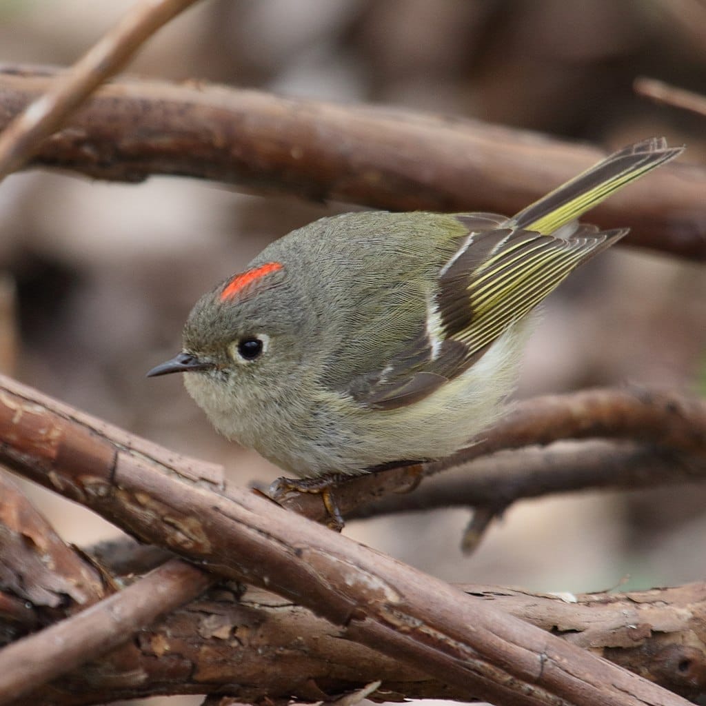 Ruby-crowned Kinglet 