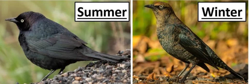 black and brown bird in nc black and brown bird in nc