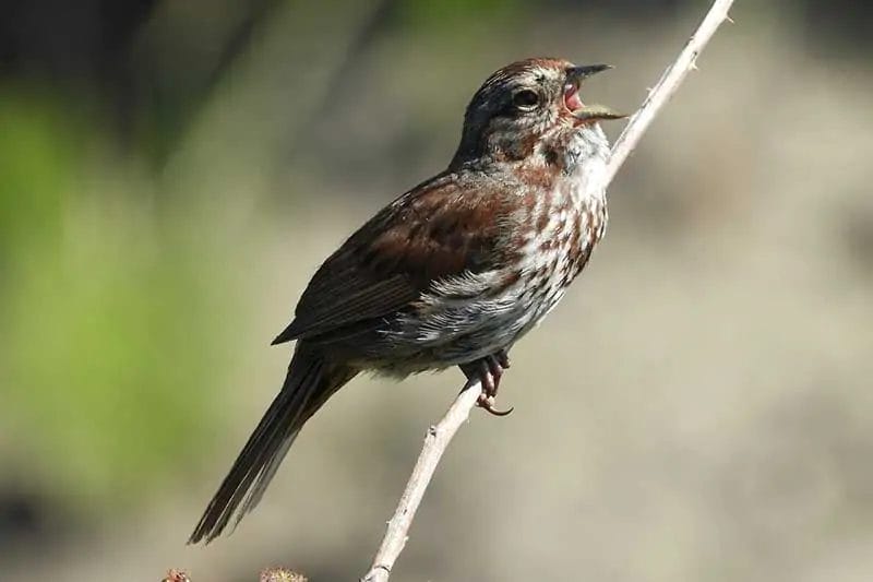 birds of tennessee pictures