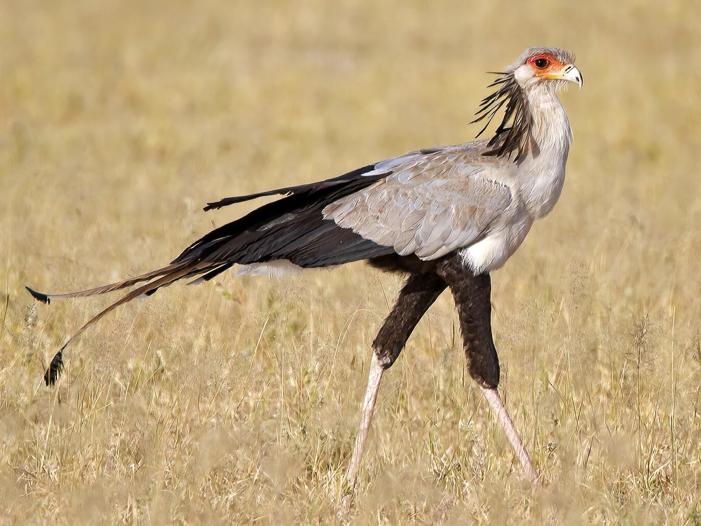 Secretary Bird Secretary Bird