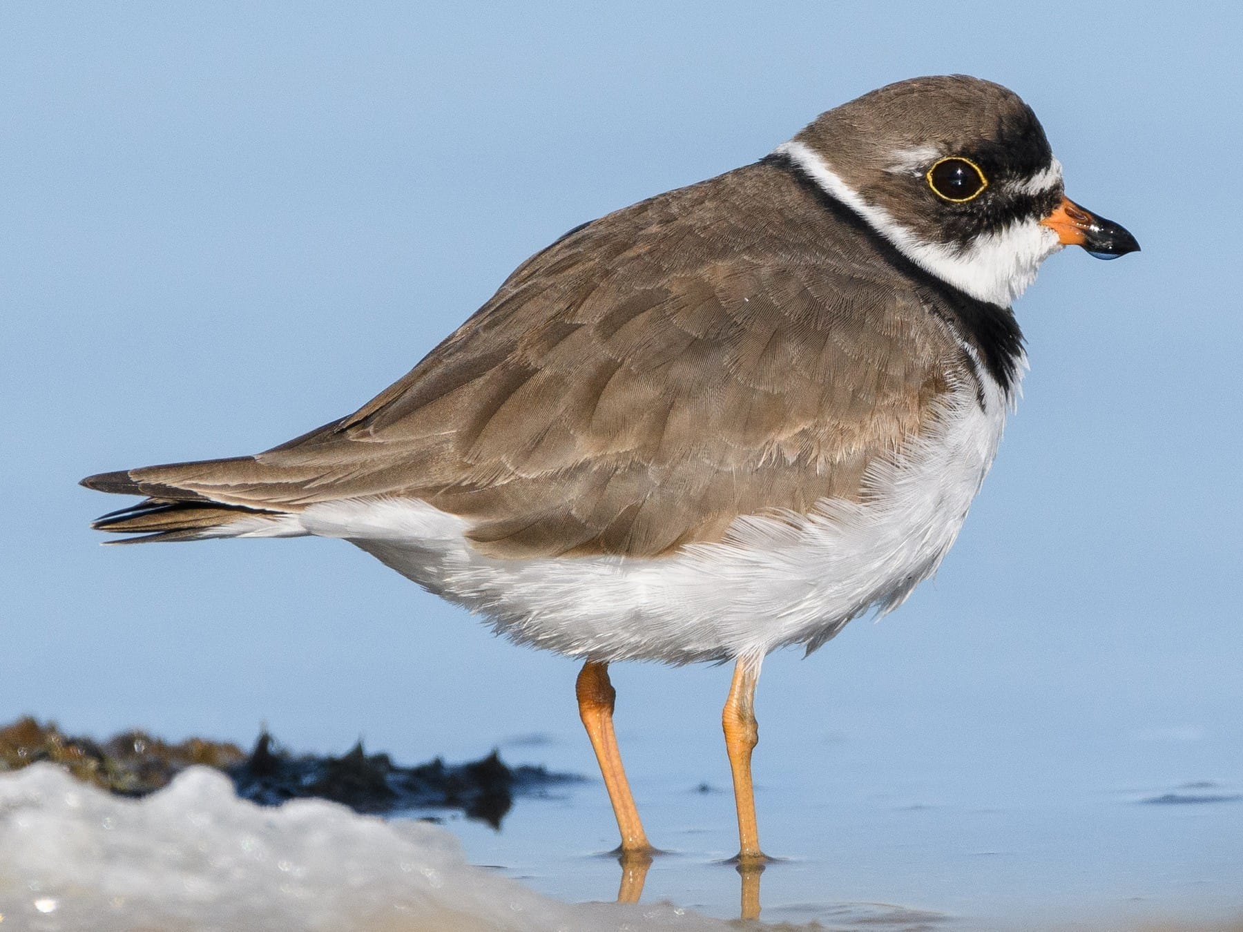 grey bird with orange beak grey bird with orange beak