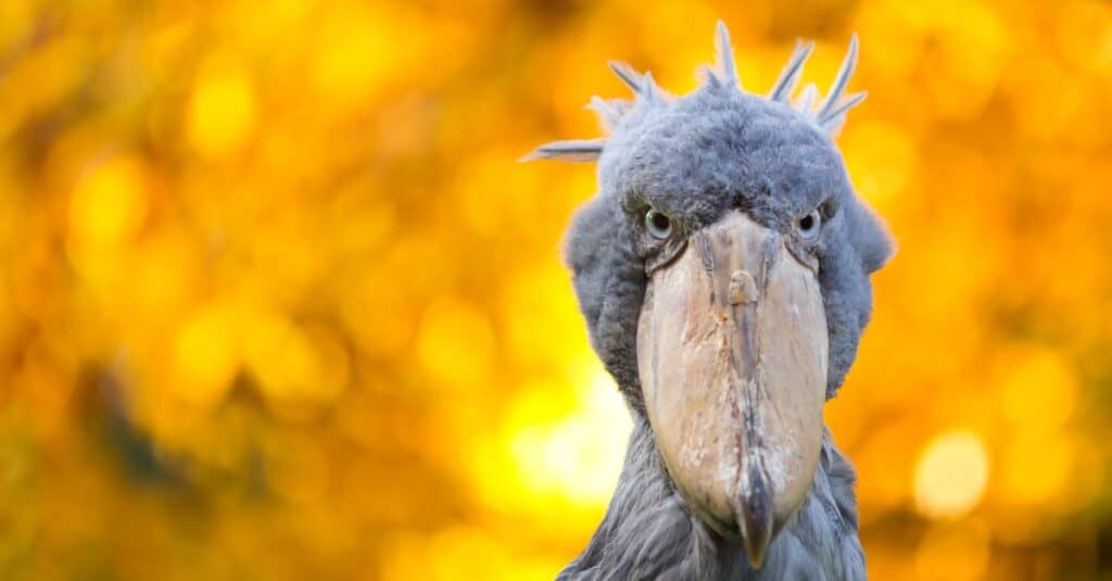 ugly birds of Africa ugly birds of africa