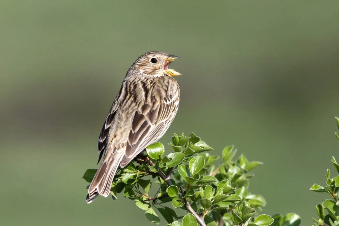 common birds in Indiana