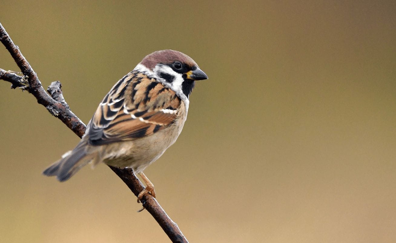 do any birds eat cicadas