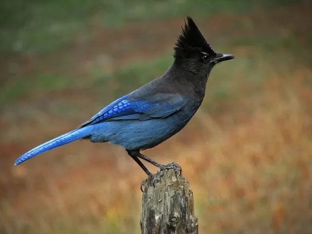 Steller’s Jay Steller’s Jay