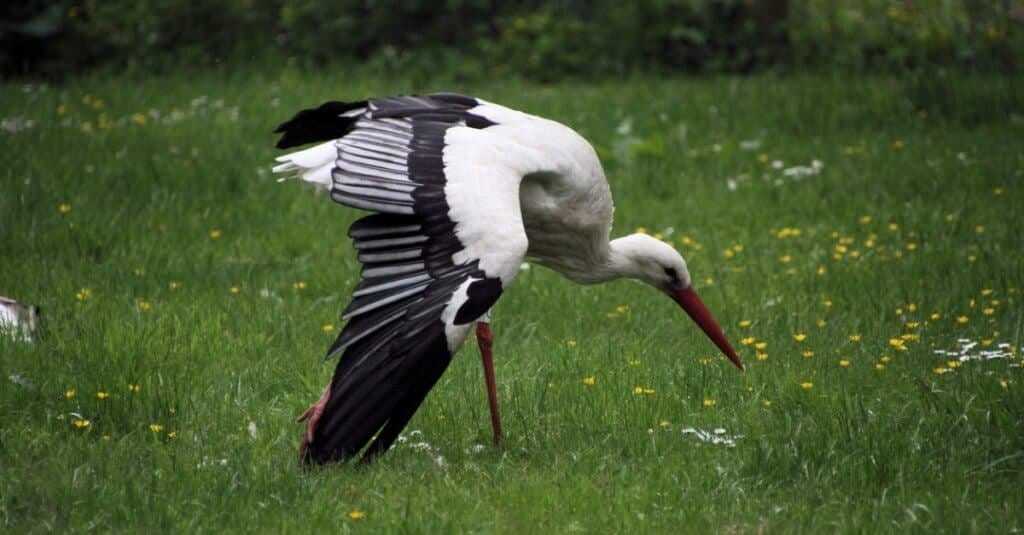 birds with long beaks