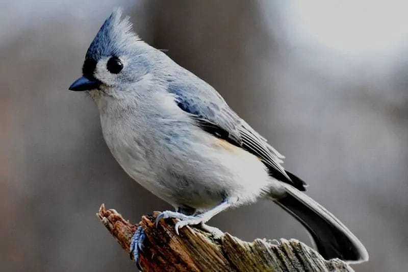 birds of tnbirds of east tennessee