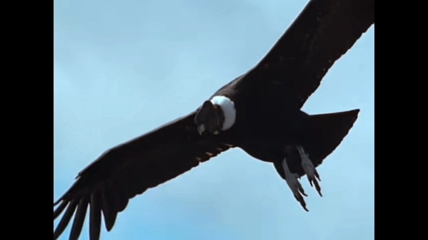 prehistoric bird alive today prehistoric bird alive today